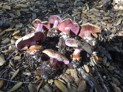Cortinarius lilaciotinctus