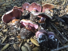 Cortinarius lilaciotinctus