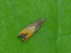 Dichrorampha bittana