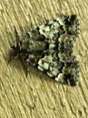 Allotria