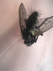 Periscepsia spathulata