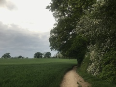 Periscepsia spathulata