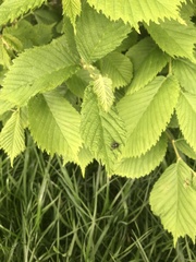 Periscepsia spathulata