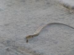 Abronia monticola