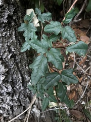 Boquila trifoliolata