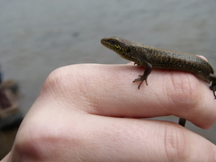 Abronia monticola