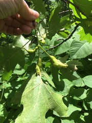 Melikaiella tumifica