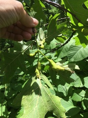 Melikaiella tumifica