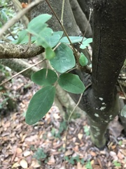 Boquila trifoliolata