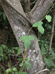 Boquila trifoliolata