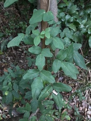 Boquila trifoliolata