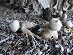 Geastrum fornicatum