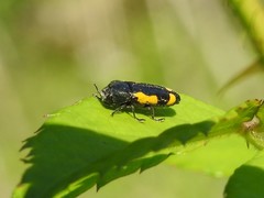 Ptosima gibbicollis