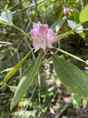 Rhododendron minus