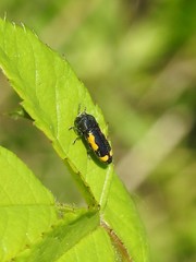 Ptosima gibbicollis