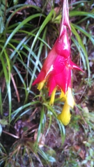 Guzmania graminifolia