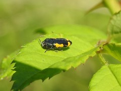 Ptosima gibbicollis