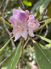 Rhododendron minus