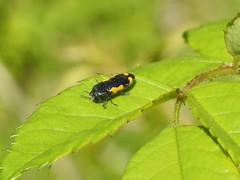 Ptosima gibbicollis