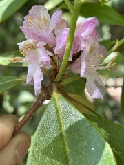 Rhododendron minus