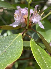 Rhododendron minus