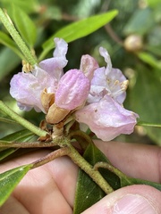 Rhododendron minus