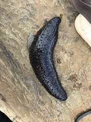 Holothuria leucospilota