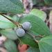 Smilax glyciphylla - Photo (c) John Tann, μερικά δικαιώματα διατηρούνται (CC BY)