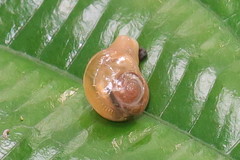 Helicarion perfragilis