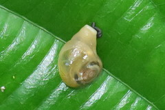 Helicarion perfragilis