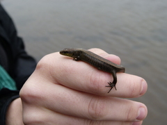 Abronia monticola