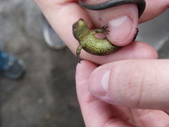 Abronia monticola