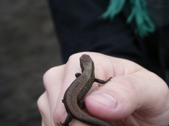 Abronia monticola