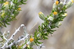 Tetradymia spinosa
