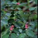 Coffee Bush - Photo (c) Bill Higham, some rights reserved (CC BY-NC-ND)