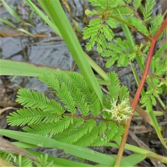 Desmanthus leptolobus