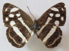 Dynamine postverta mexicana