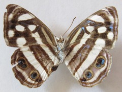 Dynamine postverta mexicana