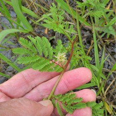 Desmanthus leptolobus