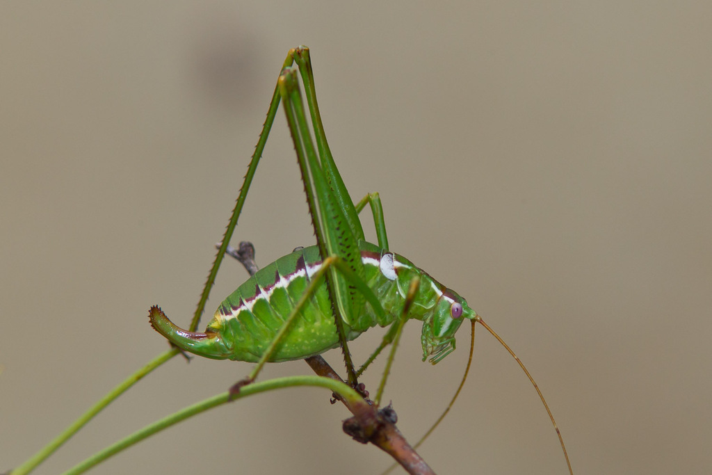 Obolopteryx