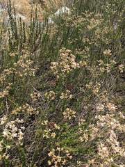 Eriogonum fasciculatum foliolosum