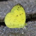 One-spot Grass Yellow - Photo (c) Soh Kam Yung, some rights reserved (CC BY-NC), uploaded by Soh Kam Yung