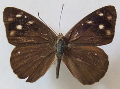 Eunica monima modesta