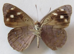 Eunica monima modesta