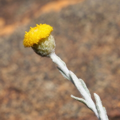 Leiocarpa leptolepis