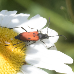 Anastrangalia laetifica