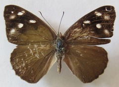 Eunica monima modesta