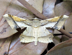 Krananda latimarginaria