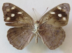Eunica monima modesta