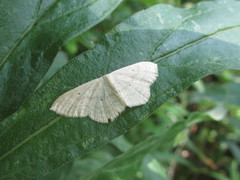 Scopula ignobilis